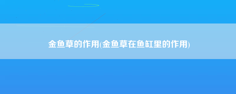 金鱼草的作用(金鱼草在鱼缸里的作用)